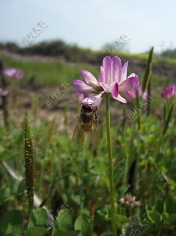 小蜜蜂紫云英图片
