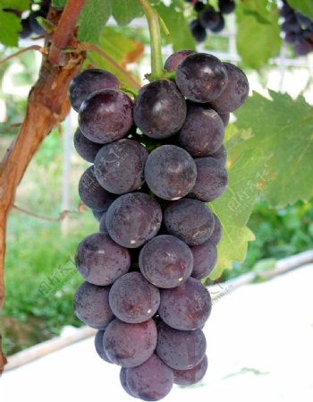 葡萄品种夏黑图片