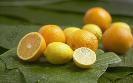 柠檬柑橘图片