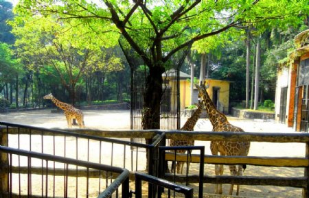 广州动物园图片