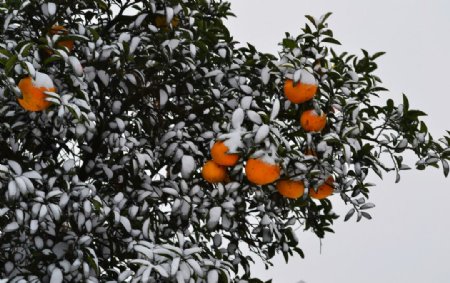 雪中的桔子树图片