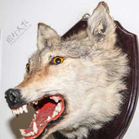 狼头模型图片