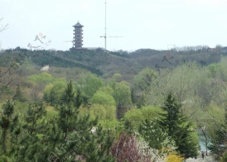 塔楼远景图片