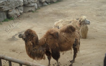 骆驼驼峰动物园图片