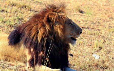 非洲大草原狮子图片