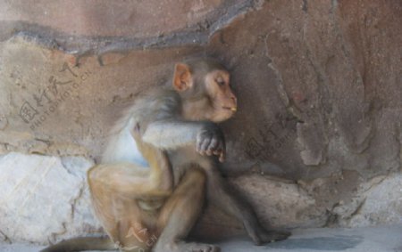 淘气的小猕猴猕猴图片