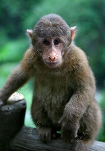 鹅眉山猕猴图片