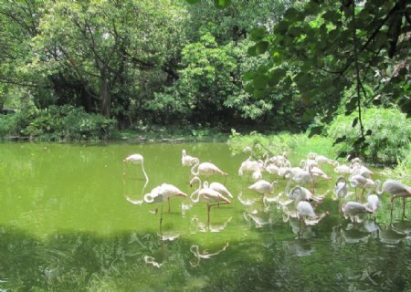 广州动物园丹顶鹤图片