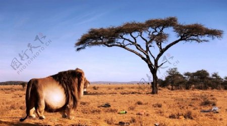 非洲草原上的狮子图片