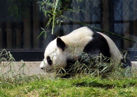 大熊猫图片