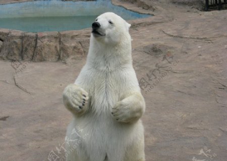 白色北极熊站立图片