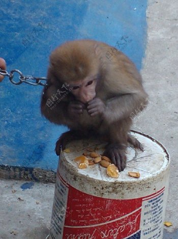 猴子吃食图片