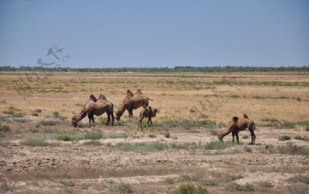 卡拉麦里野骆驼图片