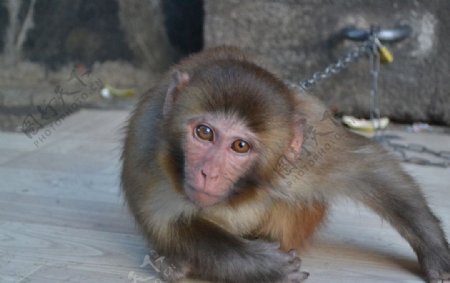 稻城妈妈家的猴子图片