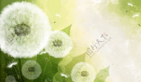 蒲公英树枝花瓣花朵梦幻可爱植物背景图片