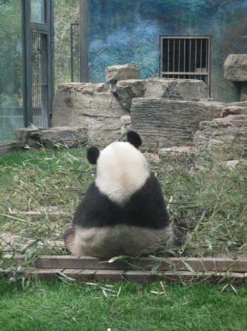 国宝熊猫背影图片