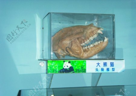 大熊猫头骨模型图片