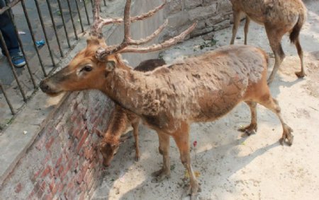 济南动物园动物精拍图片
