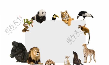 动物与白板图片