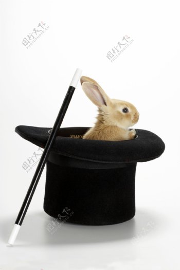 魔术师的小兔子图片