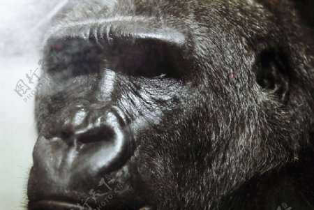 黑猩猩特写图片