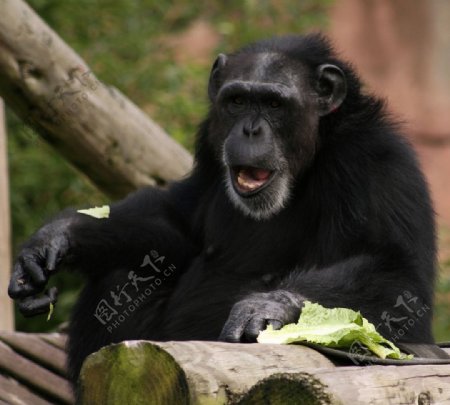 动物园里的黑猩猩图片