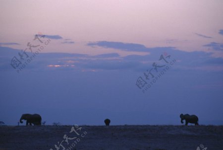 大象大象群动物世界大象生活环境夕阳图片