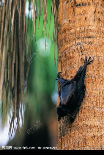 蝙蝠挂在树上图片
