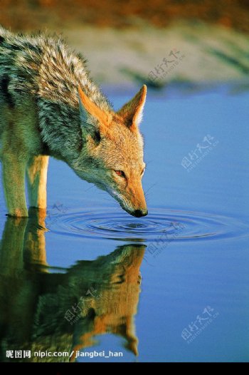 野狼喝水图片