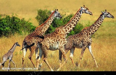 四只长颈鹿图片