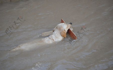 狗狗爱游泳图片
