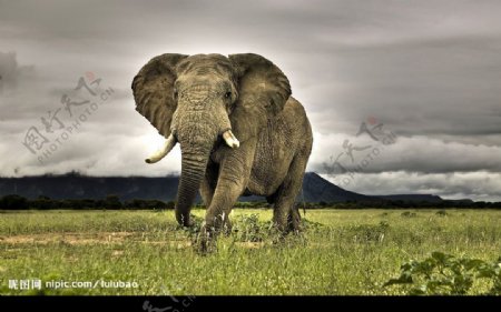 南非热带草原上的非洲大象图片