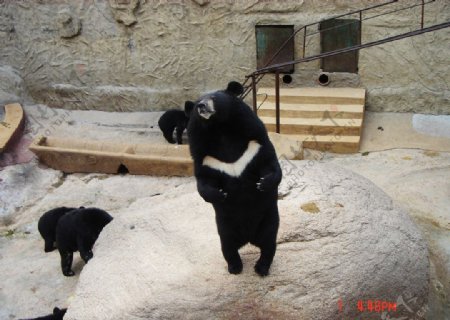 黑熊图片