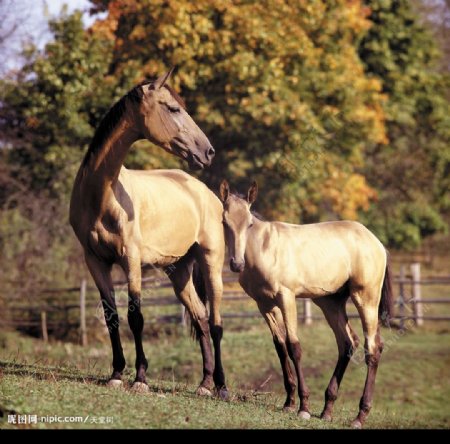 母马和马驹图片