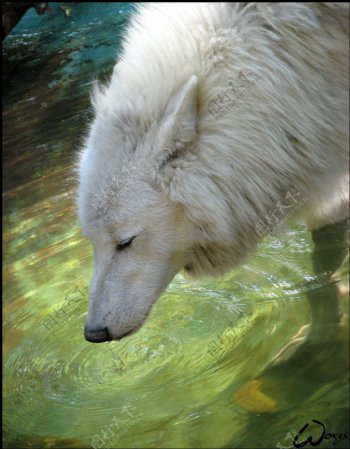 白狼喝水图片