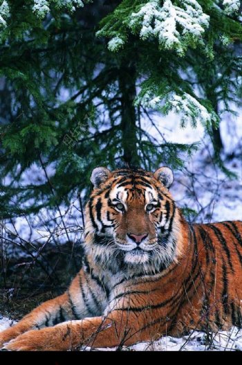 松树下的老虎图片