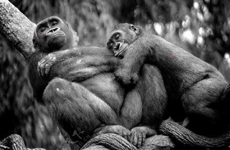 布朗克斯动物园低地大猩猩图片