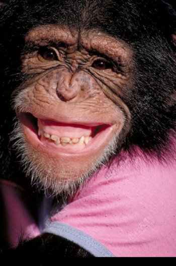 微笑的猩猩图片