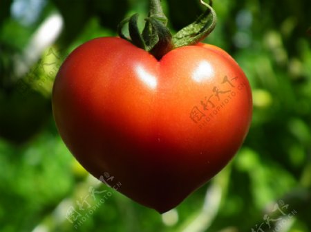 番茄心形图片