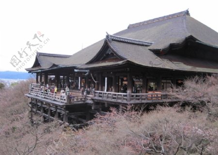 日本清水寺樱花图片