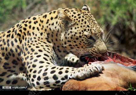 猫科动物豹捕食图片