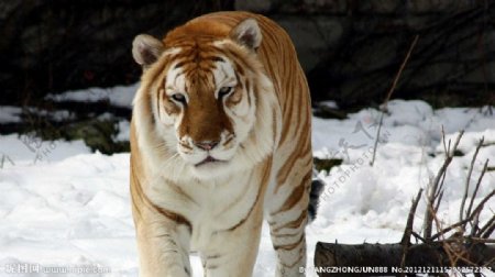 老虎与雪图片