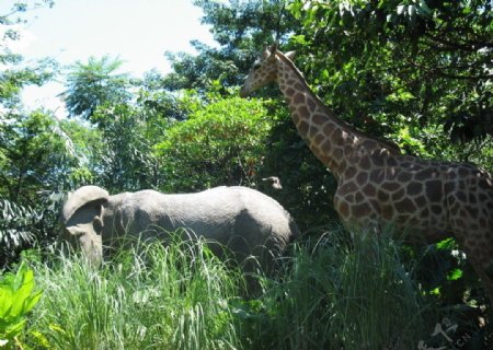 穿越丛林的大象和长颈鹿图片