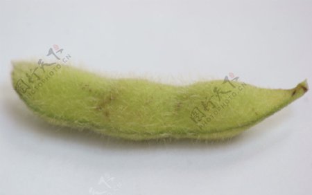 绿色成熟的黄豆果实单图片
