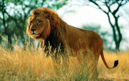 摄影照片动物野生动物狮子雄狮狮图片