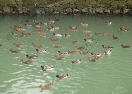 河面上安逸的野鸭图片