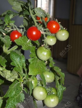 家里栽种的西红柿图片
