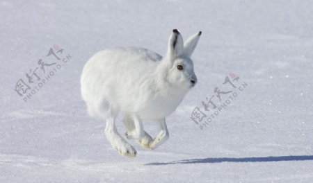 奔跑中的兔子图片