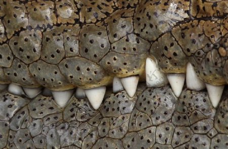 鳄鱼牙齿图片