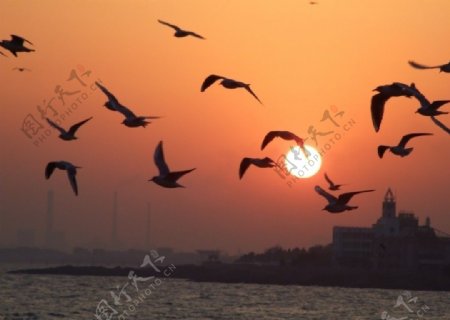 夕阳与海鸥图片